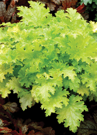 Heuchera 'Pear Crisp'